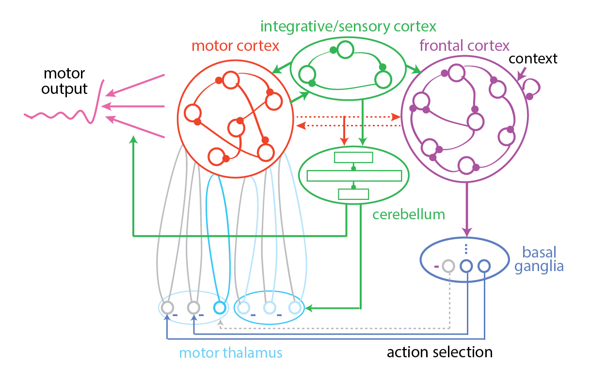 Building structured neural network models of the motor regions of the mammalian brain