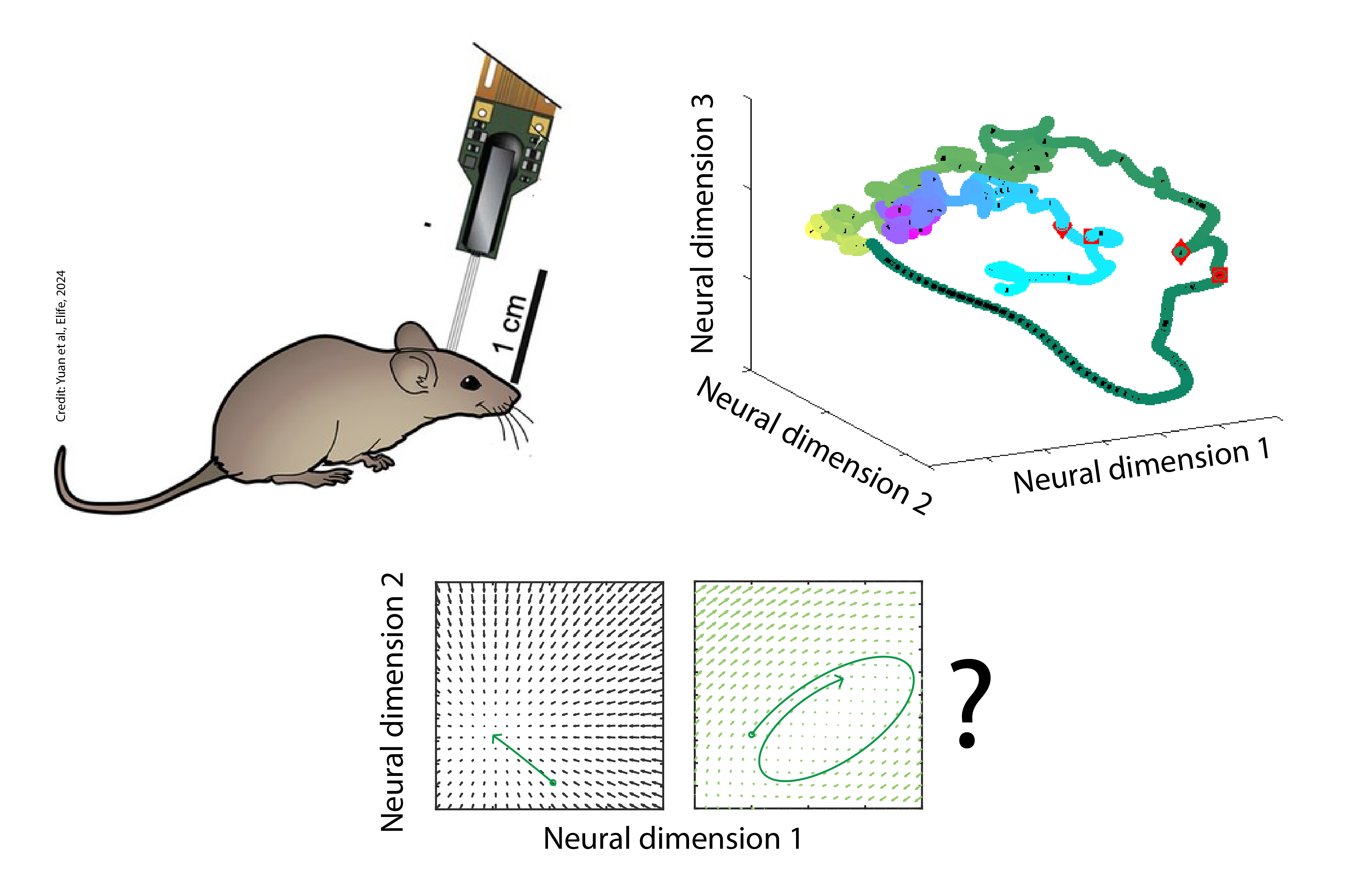 Testing insights from models with brain data